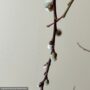Pussy Willow – 6″ Pot